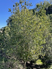 Prunus ilicifolia lyonii