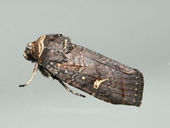Proteuxoa hydraecioides