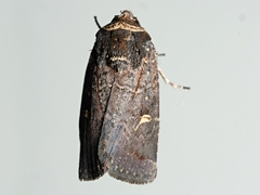 Proteuxoa hydraecioides