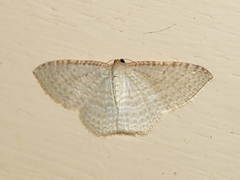 Poecilasthena pulchraria