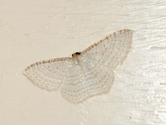 Poecilasthena pulchraria