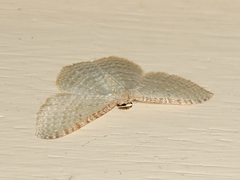 Poecilasthena pulchraria