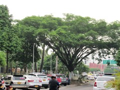 Enterolobium cyclocarpum