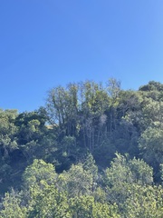 Lyonothamnus floribundus floribundus