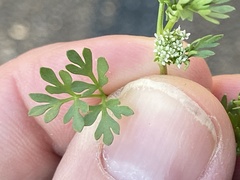 Ammoselinum butleri