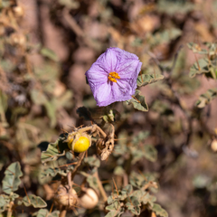 Solanum petrophilum
