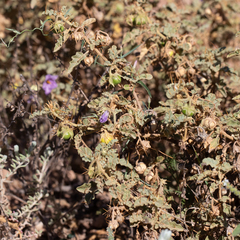 Solanum petrophilum