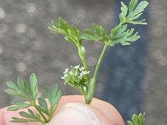 Ammoselinum butleri