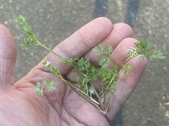Ammoselinum butleri