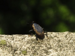 Homalinotus deplanatus