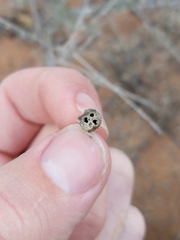 Rhopalomyia obovata