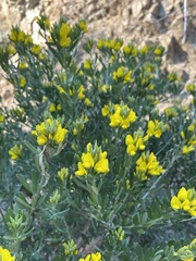 Genista linifolia