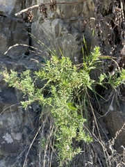 Galium catalinense catalinense
