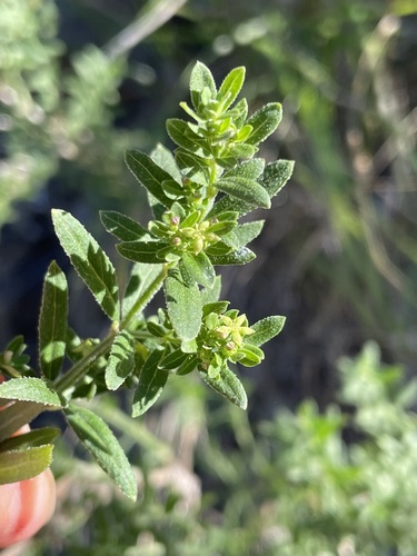 Galium catalinense ssp. catalinense