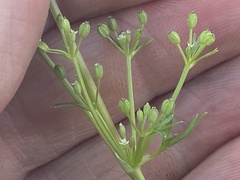 Ammoselinum butleri