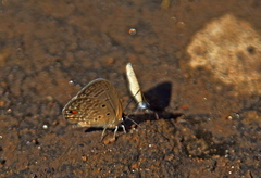 Euchrysops malathana