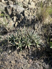 Dudleya virens hassei
