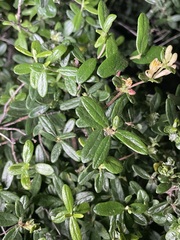 Lonicera subspicata subspicata