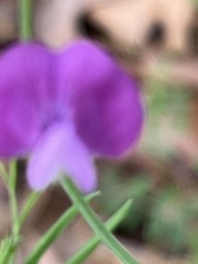Lathyrus hirsutus