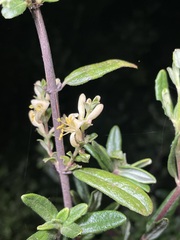 Lonicera subspicata subspicata