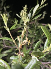 Lonicera subspicata subspicata