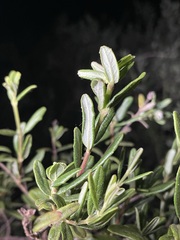 Lonicera subspicata subspicata