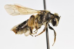 Andrena wheeleri