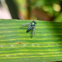 Condylostylus pruinosus