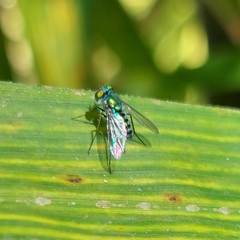 Condylostylus pruinosus