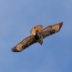 Buteo buteo