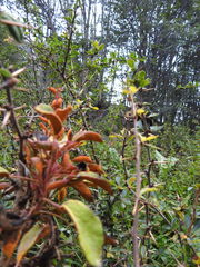 Puccinia magellanica