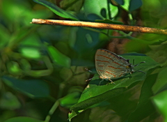 Hemiolaus caeculus caeculus