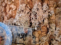 Heterodermia hypoleuca