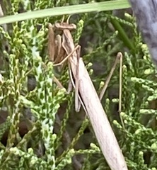 Chroicopteridae