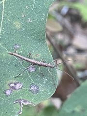 Anisomorpha buprestoides image