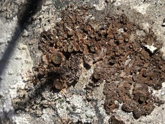 Melanohalea multispora