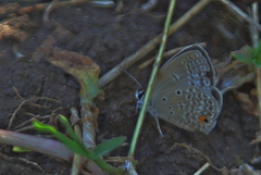 Euchrysops malathana