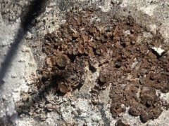 Melanohalea multispora