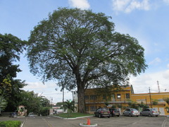 Enterolobium cyclocarpum