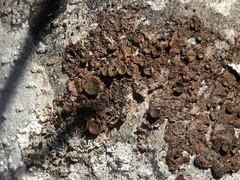 Melanohalea multispora