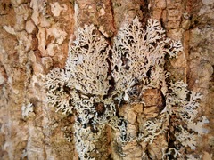 Heterodermia hypoleuca