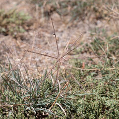 Enteropogon acicularis