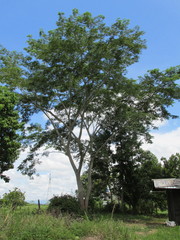 Enterolobium cyclocarpum