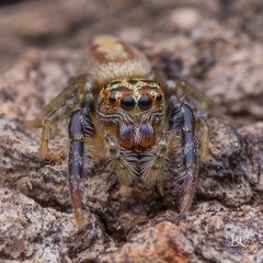 Opisthoncus alborufescens