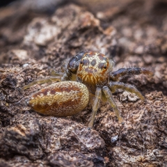 Opisthoncus alborufescens