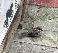 Passer domesticus