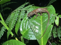 Gelanesaurus flavogularis