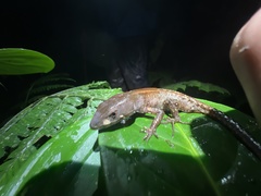 Gelanesaurus flavogularis