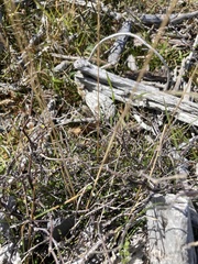 Corokia cotoneaster