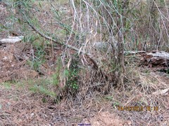 Olea europaea europaea